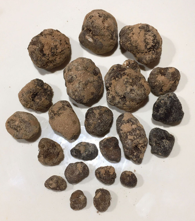 Fuerteventura descubre el secreto del cultivo de la trufa del desierto